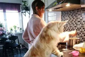 别看这猫可爱娇小易撸倒，它可是你有钱都养不了的图片