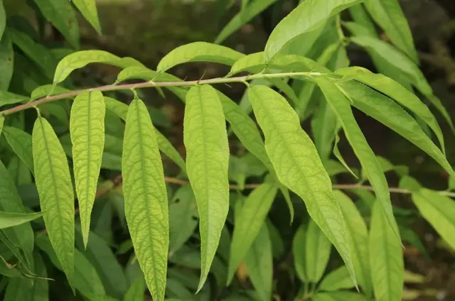 桃树总喜欢缺铁，补铁效果还很差，什么原因造成的？