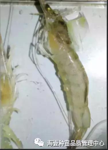 对虾养殖水体中钙镁离子的重要性