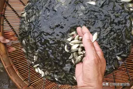 鲫鱼的“无奈”，强如白条的繁殖能力，却因美味而被不断猎取！图片