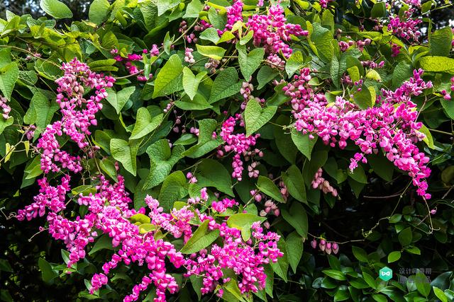 庭院设计经验:十种最人气藤蔓植物你家种了吗?好看易生长,收藏