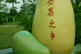 芒果你们喜欢哪里的呢？广西芒果品种齐全，一定有你喜欢吃的图片