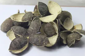 红橘全身都是宝，行气活络有良效，经络通，全身通图片