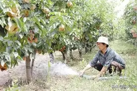 果树：前半年水，后半年肥，伏天天旱才浇水图片