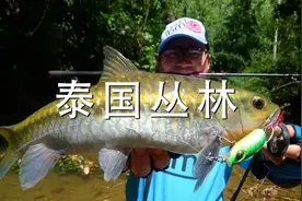 蓝旗鱼路亚 | 寻梦第4集 泰国丛林 寻找山河精灵蓝吉罗图片