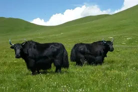 第一书记直播带货  帕米尔高原的牦牛肉火了图片