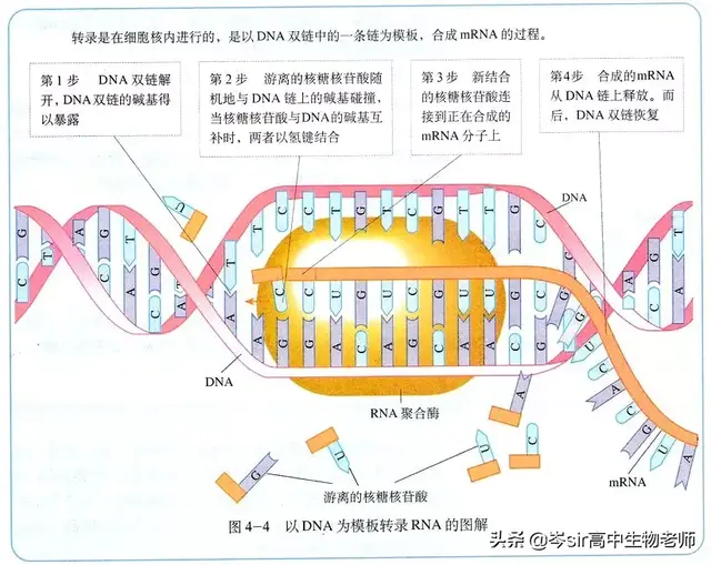 高中生物 系统梳理 遗传信息的转录过程