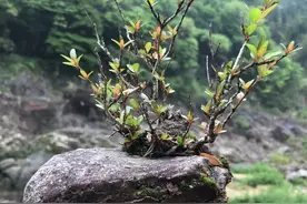 野生水杨梅做盆景，选择“致残”造型，美其名曰为“景致”图片