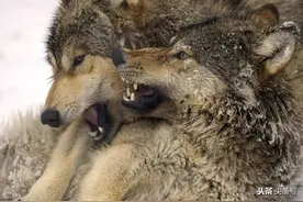 草原打狼记图片