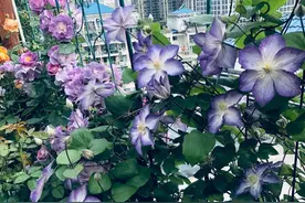 铁线莲的日常栽培管理，花色多，攀藤更妖娆图片