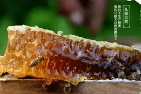 城口野生蜂蜜，批发，重庆市城口县特产图片