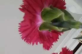 前世的情债，今生的孽缘（一）图片