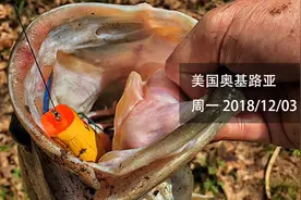 「美国奥基路亚」空心蛙Frog和实心蛙Toad在使用上的差别图片