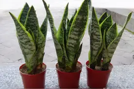 家里养虎皮兰，给它喂颗小药丸，像打鸡血一样，新叶侧芽一起长图片