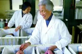 妇科泰斗林巧稚：接生袁隆平，为邓颖超看病，周恩来劝她留在党外图片