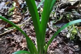 兰花龙根，三个兰苗用一个芦头，这是什么情况呢？图片