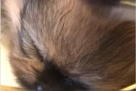 主人为了吓唬小狗崽，把它放盘里当食物，小家伙的反应简直太萌图片