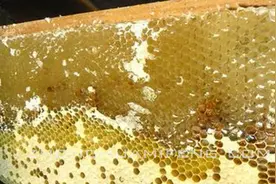 多用不蘸水割蜜刀图片