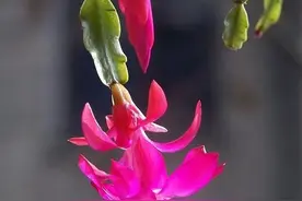 仙人指该如何种植，记住几个要点，生长起来很容易图片