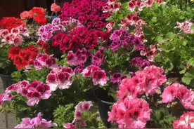 新手养天竺葵有技巧，“死记硬背”3个要点，四季开花不停歇图片