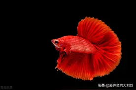 五大好养的冷水鱼推荐！同时性价比也超高哦图片