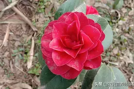 “十人九痔”很痛苦，山茶花煮水，解决了好多人的烦恼图片