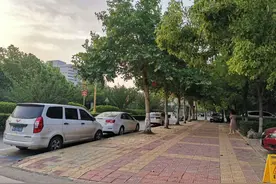 枯树被移走 树坑被填平图片