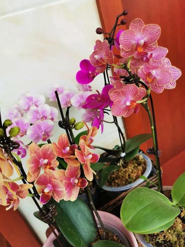 贝拉小蜜蜂草本身体乳