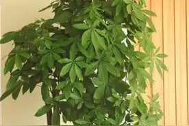 发财树老是烂根？总结三个方法补救，冒白根长嫩芽图片