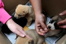 挑选狗狗时：多想想老祖宗的口诀，能让你挑到“好狗狗”图片