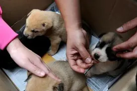 挑选狗狗时：多想想老祖宗的口诀，能让你挑到“好狗狗”图片