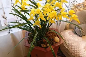 本以为是普通兰草，结果花色金黄，花香浓郁，承包了一整年的高雅图片