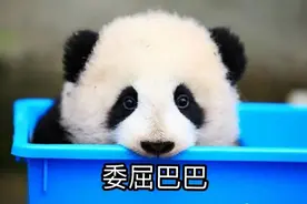 1976年，四川黑竹沟，3人被团灭，野生大熊猫到底有多生猛图片