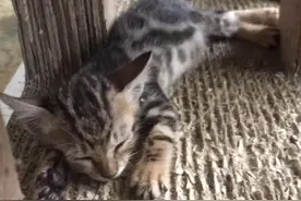 爱猫走丢两天，主人拿照片求助流浪猫，竟成功找回图片