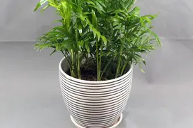 健康长寿，事业顺利的袖珍椰子，这么养护，厚积薄发，生机盎然图片