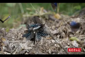 这么热的天气，蝴蝶是怎么降温的？图片