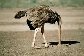 遇到危险，鸵鸟选择把头埋在沙子里假装看不见？那也太小看鸵鸟了图片