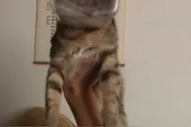 小黑猫丢脸丢上了人民日报，网友：大型猫咪社死现场图片