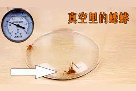 实验：把蟋蟀放进真空箱里，它还会跳吗？视频封面