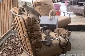 山猫带着5只小猫下山“游玩”，赖在别人家不走，家猫怂得不出门图片