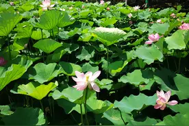 大连城市中心的网红湿地公园，你打卡了吗？图片