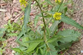 蔊（han）菜是一种什么样的植物图片