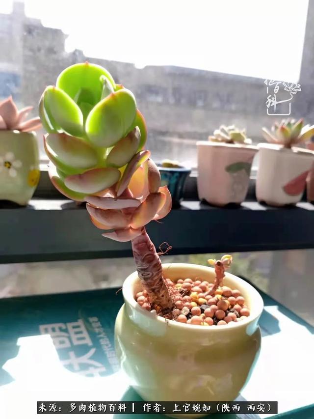 一入肉坑深似海之，我与多肉的不解之缘