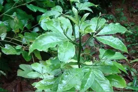 农村一种很“委屈”的树木，曾被人们砍来当柴烧，如今浑身是宝图片