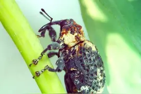 北方地区常见的动植物(昆虫篇二)图片