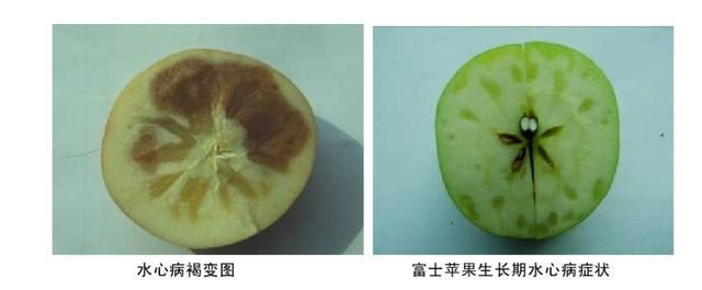 苹果进入采收期，要严防水心病的侵害，教你如何防治延长贮藏时间