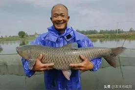 四大家鱼之首的青鱼，为何却被称之为“鬼鱼”、“索命鱼”？图片