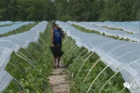 盛夏时节百果飘香 让胡路区千亩香瓜喜丰收图片
