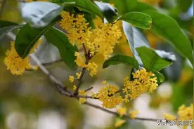 桂花剪剪枝条，沾点“生根水”，插在花盆里，15天长出大白根图片