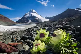 西藏旅行篇：西藏珍贵药用植物有哪些？图片